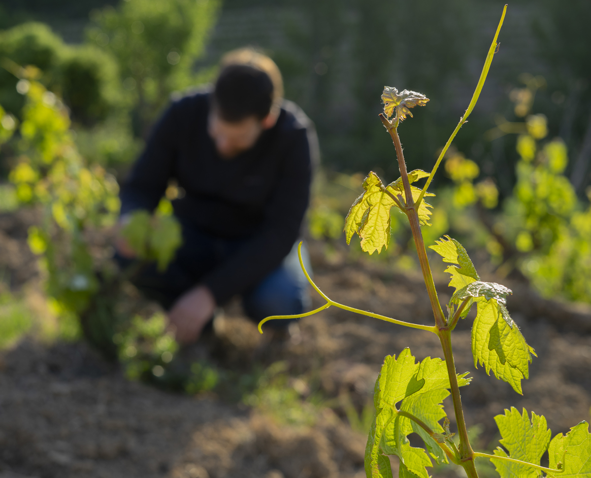 Tiempo Y Trabajos En La Vi A V La Tierra Del Rioja Mayo